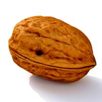 Walnut 5