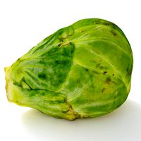 Brussels Sprout 4