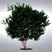 HI Realistic Series Tree - 005