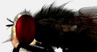housefly