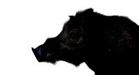 pig male