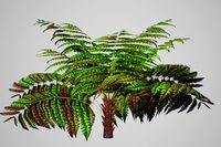 Alsophila Fern average LOW