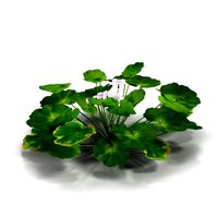 plant with rounded leaves