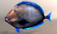 Fish Paracanthurus Hepatus Blue Tang