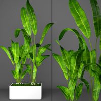 Banana palm