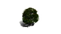 Realistic HD Red horse chestnut (15/30)