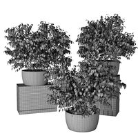 Small plant 09