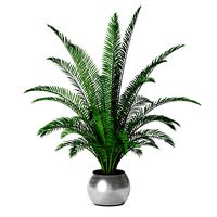 Palm 09