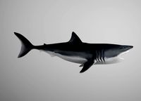 Great White Shark