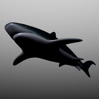 Shark