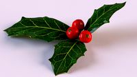 Holly with berries
