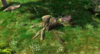 Tree Stump