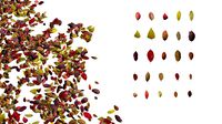 Autumn Leaves set