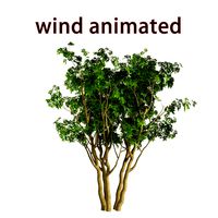 windtree 04