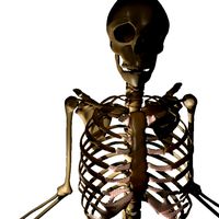 Human Skeleton