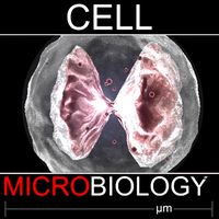 Basophil cell
