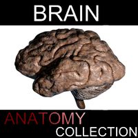 BRAIN