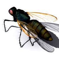 FLY