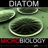 diatom