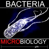 Peritrichous bacteria