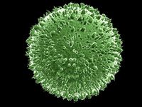 Virus 5