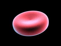blood cell