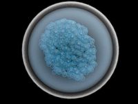 Stem Cell