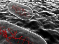 Bacillus Pill bacteria