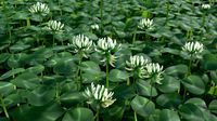 Clover
