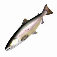 Salmon