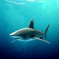 Oceanic Whitetip Shark