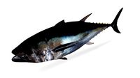 Pacific Bluefin Tuna