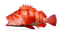 Tiger Rockfish PinkV ersion