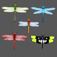 Dragonfly 1