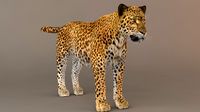 Leopard Fur model