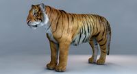 Tiger Fur