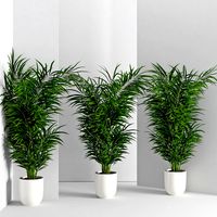 Houseplant 32