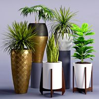 Houseplant 28