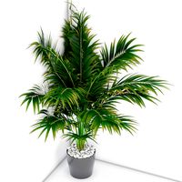 Houseplant 16