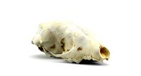 Bat Skull