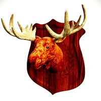 Moose Head Low Poly Game Ready