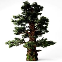 Western juniper tree