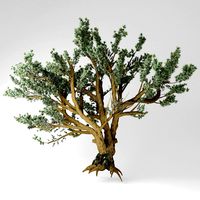 Cedar of Lebanon
