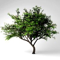 Hook thorn plant