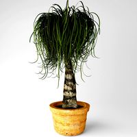 Ponytail palm