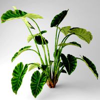 Elefant ear plant
