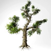 Honey tree