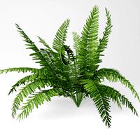 Fern