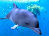 Dolphin 3D Model