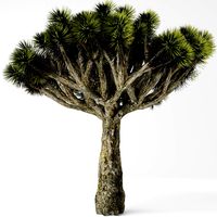 Dracaena